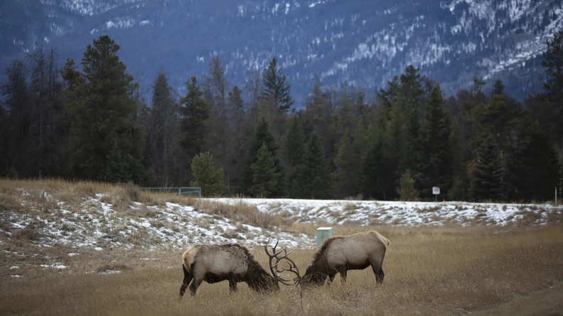 Bull Elk AKA Wapiti (Cervus canadensis) spar by the highway in Jasper, Alberta, Canada